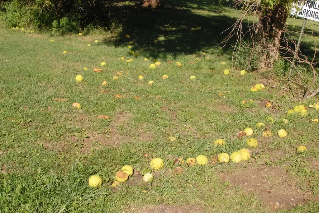 Photo of Maclura pomifera (Maclura pomiferas)