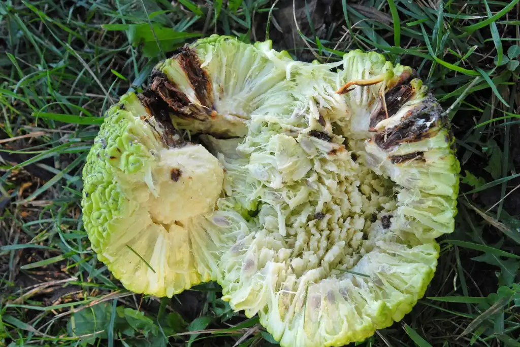 Photo of Maclura pomifera - Fruit Dissected:Jim Robbins