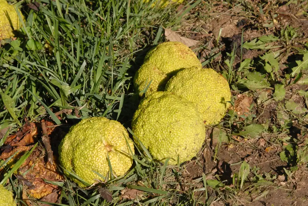 Photo of Maclura pomifera - Fruits:Jim Robbins