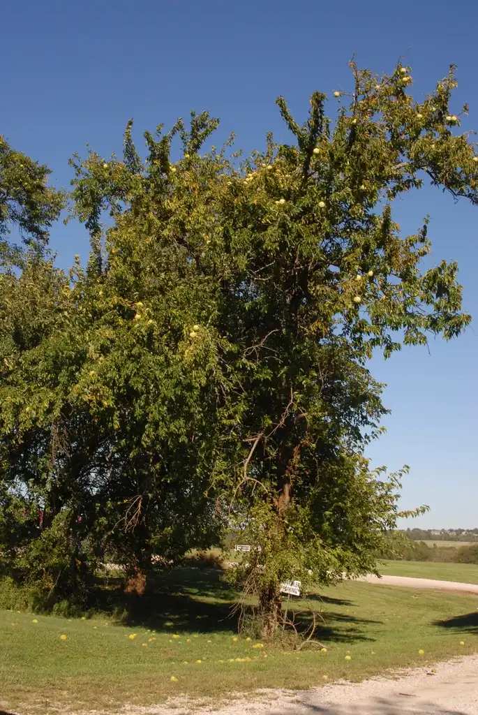 Photo of Maclura pomifera - Tree with Fruit:Jim Robbins