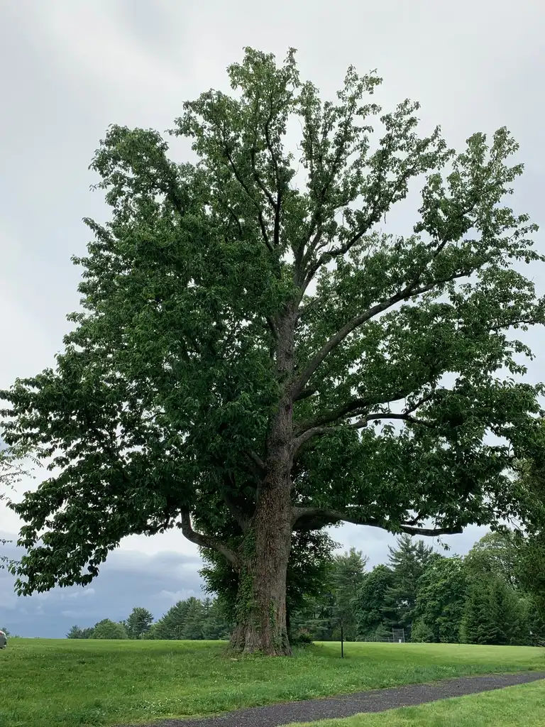 Photo of Magnolia acuminata (Magnolia acuminatas)