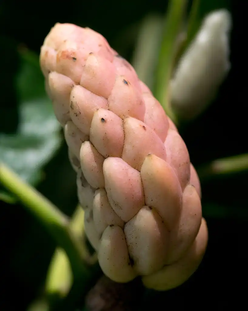 Photo of Magnolia acuminata (Magnolia acuminatas)