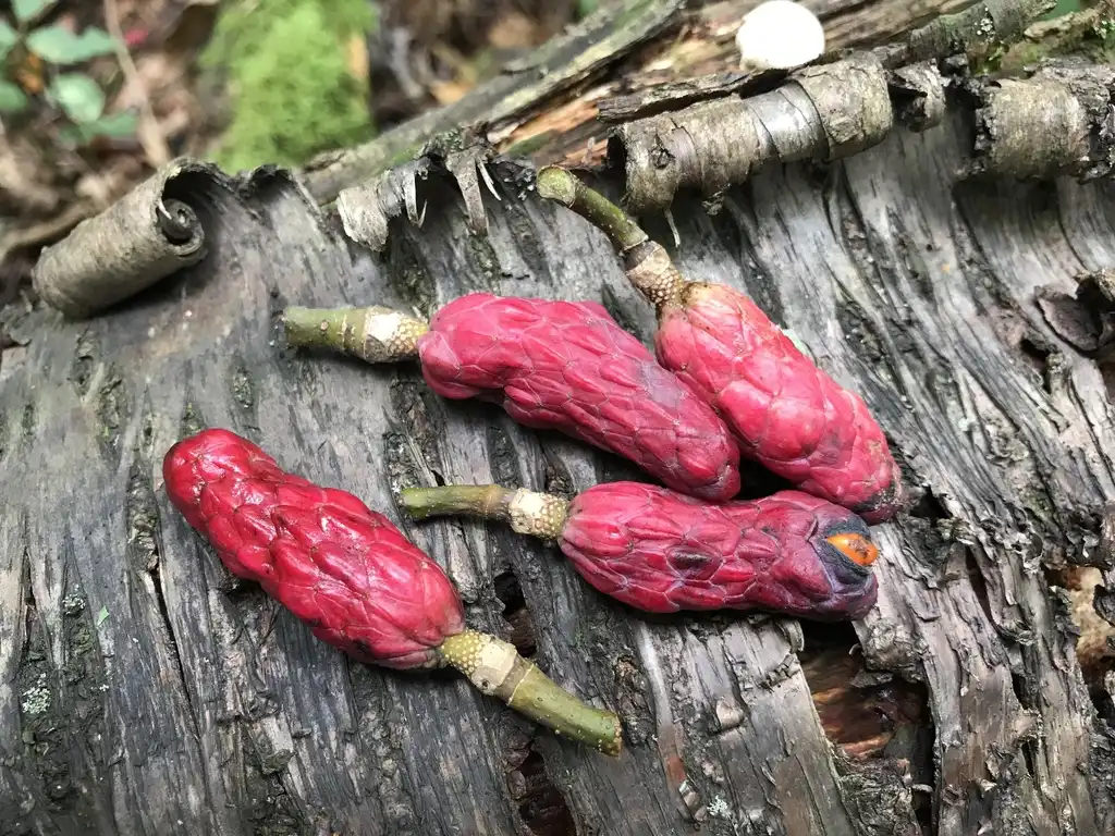 Photo of Magnolia acuminata - Fruits:naturalpriest
