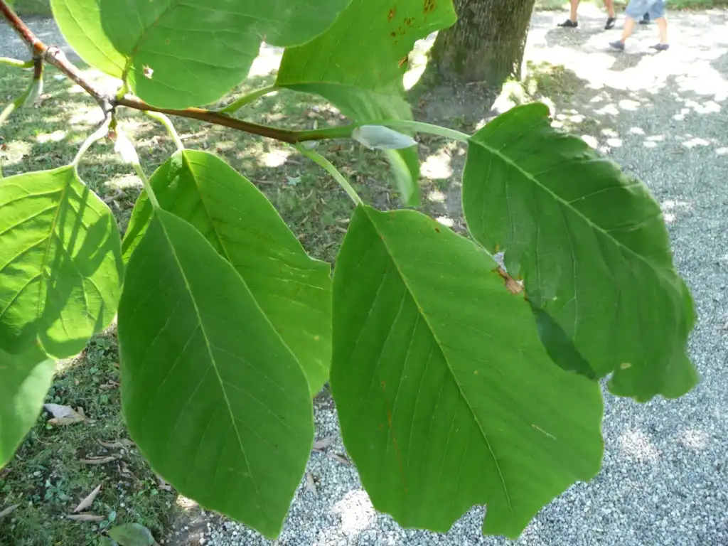 Photo of Magnolia acuminata - Leaves:Liné1