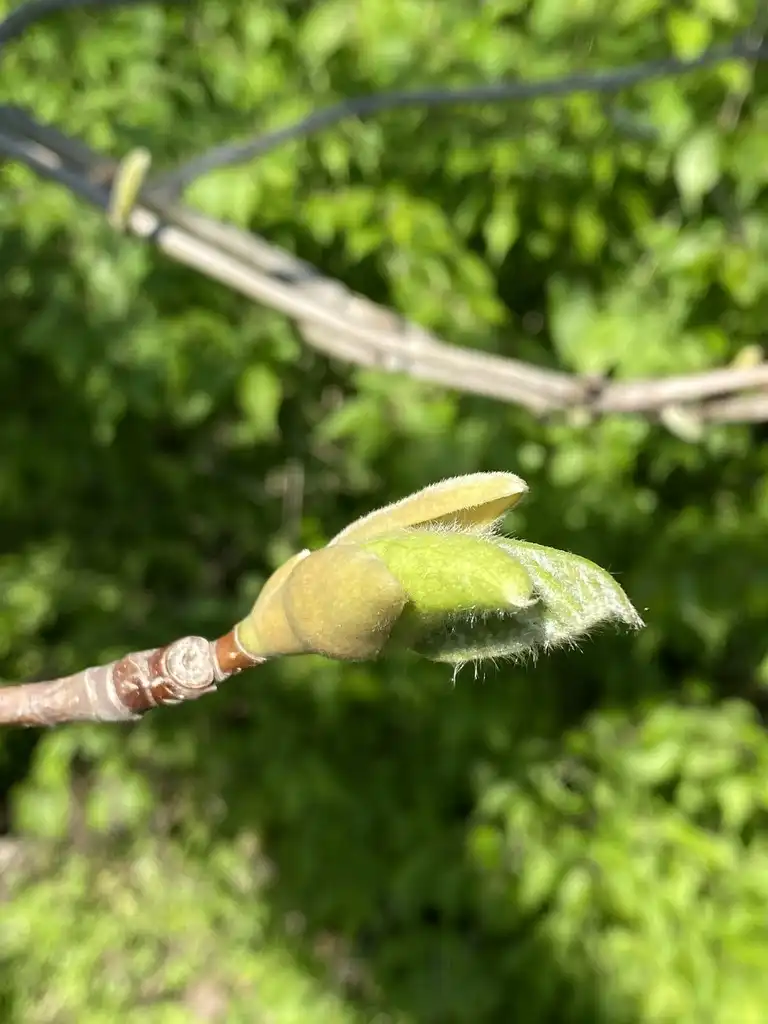 Photo of Magnolia acuminata - End buds:Debbie