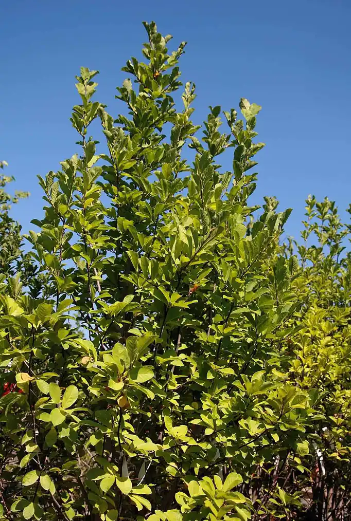 Photo of Magnolia acuminata - 'Butterflies' form:David J. Stang