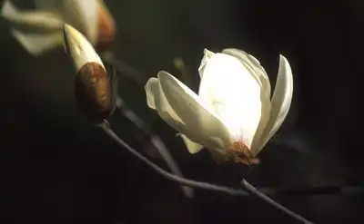 Photo of Magnolia cylindrica (Magnolia cylindricas)