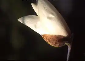 Photo of Magnolia cylindrica (Magnolia cylindricas)