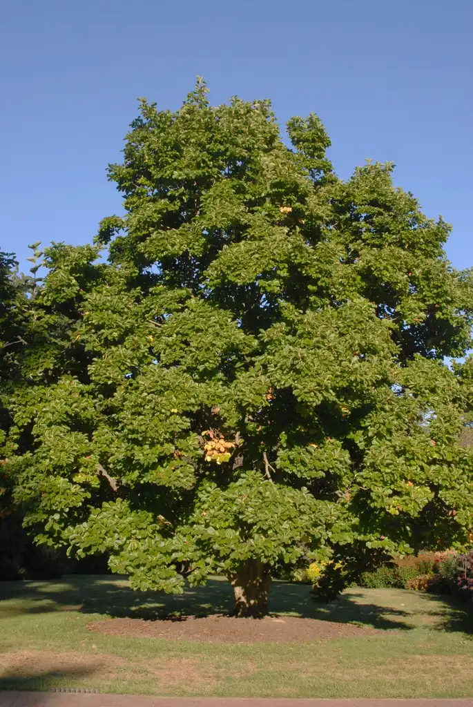 Foto de Magnolia denudata (Magnolia denudatas)
