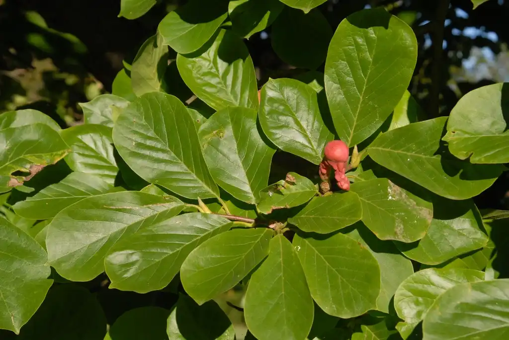 Foto de Magnolia denudata (Magnolia denudatas)