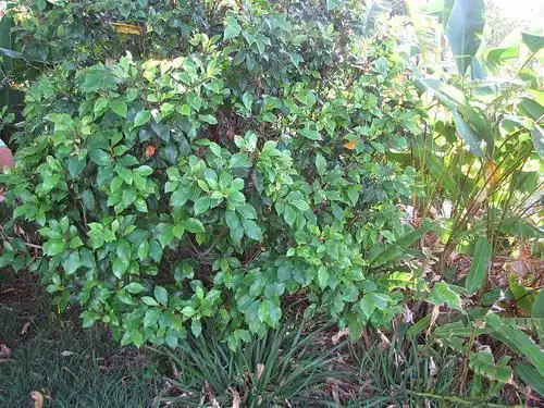 Фото Magnolia figo (Magnolia figos)