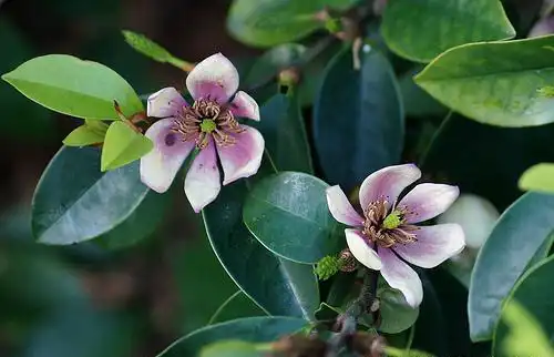 Фото Magnolia figo (Magnolia figos)