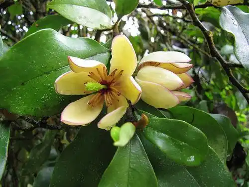Фото Magnolia figo - M. figo flower and bud:Photo by Forest and Kim Starr