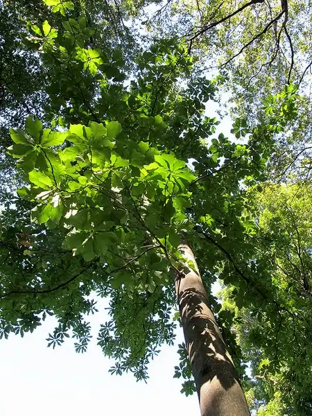 Фото Magnolia fraseri (Magnolia fraseris)