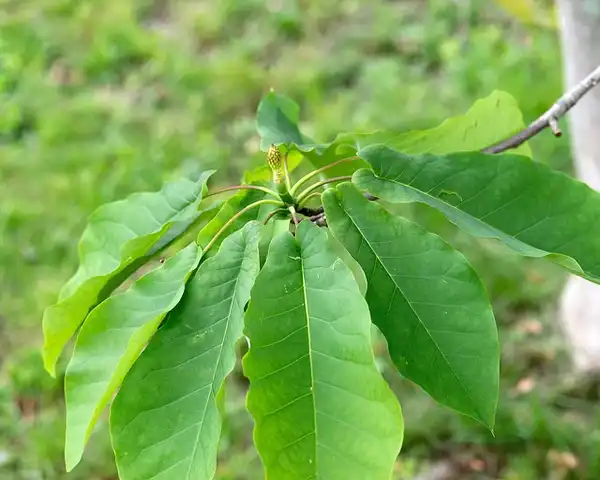Фото Magnolia fraseri (Magnolia fraseris)
