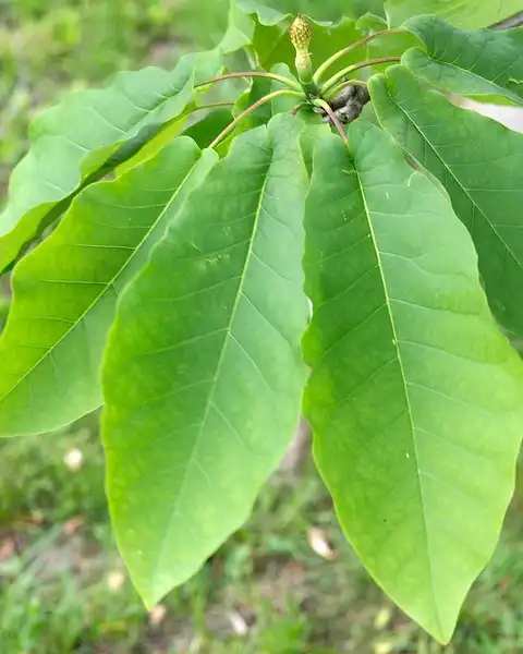 Фото Magnolia fraseri - :Plant Image Library