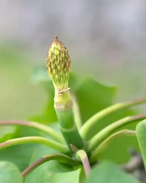 Фото Magnolia fraseri - :Plant Image Library