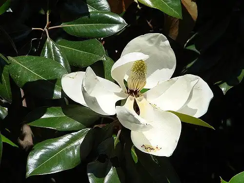 Foto de Magnolia grandiflora 'Kay Parris' (Magnolia grandiflora 'Kay Parris's)