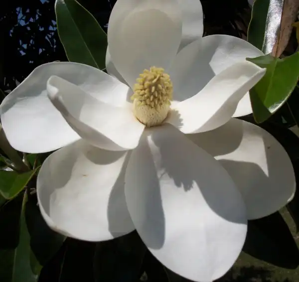 Фото Magnolia grandiflora 'Little Gem' (Magnolia grandiflora 'Little Gem's)