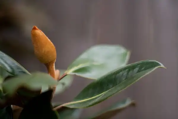 Фото Magnolia grandiflora 'Little Gem' (Magnolia grandiflora 'Little Gem's)