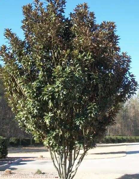 Фото Magnolia grandiflora 'Little Gem' - Form, Craven County, NC:Joanne Celinski