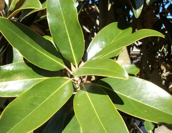 Фото Magnolia grandiflora 'Little Gem' - Leaves, Craven County, NC:Joanne Celinski
