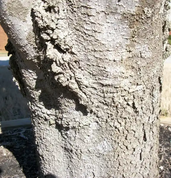 Фото Magnolia grandiflora 'Little Gem' - Gray bark, Craven County, NC:Joanne Celinski