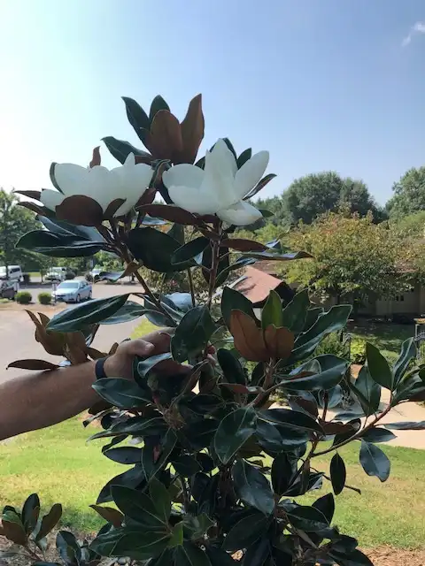 Фото Magnolia grandiflora 'Little Gem' - Flowers on a young plant (April). Can be seen at the Michael McCarthy Memorial Garden, Concord, NC:Mark Robinson