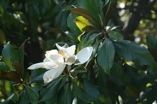 Photo of Magnolia grandiflora (Magnolia grandifloras)