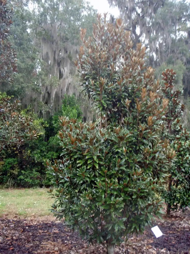 Photo of Magnolia grandiflora (Magnolia grandifloras)