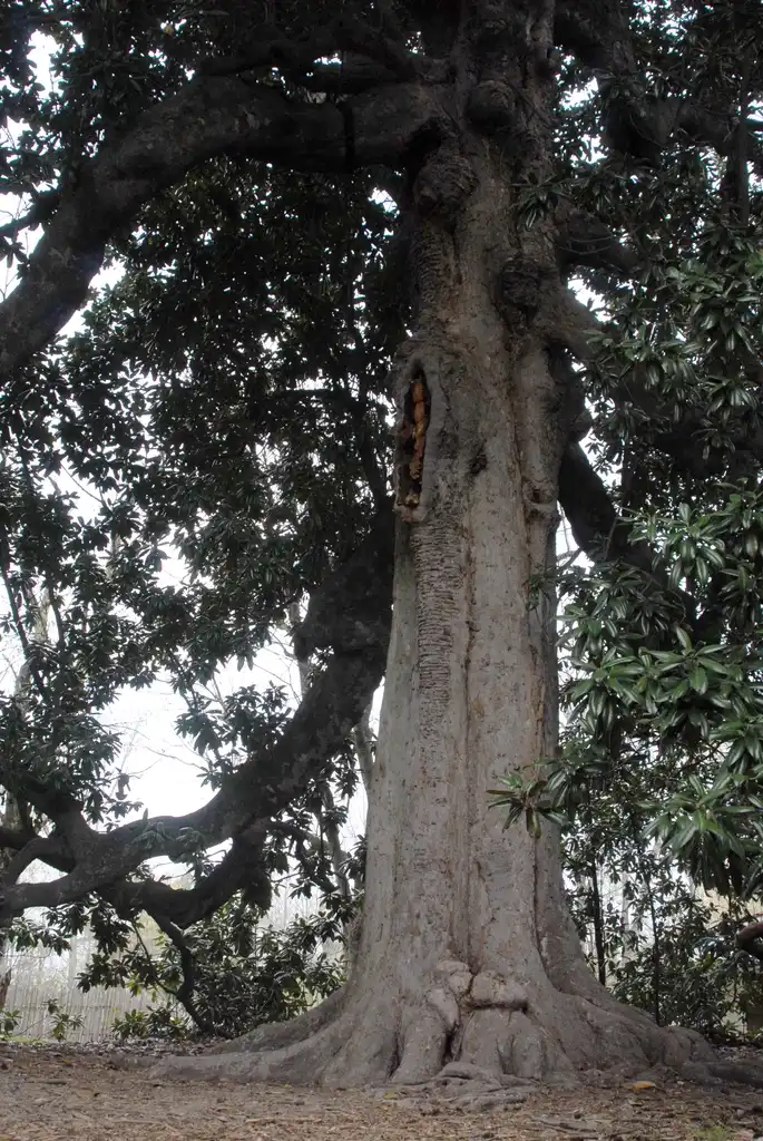 Photo of Magnolia grandiflora - Tree Trunk:Jim Robbins