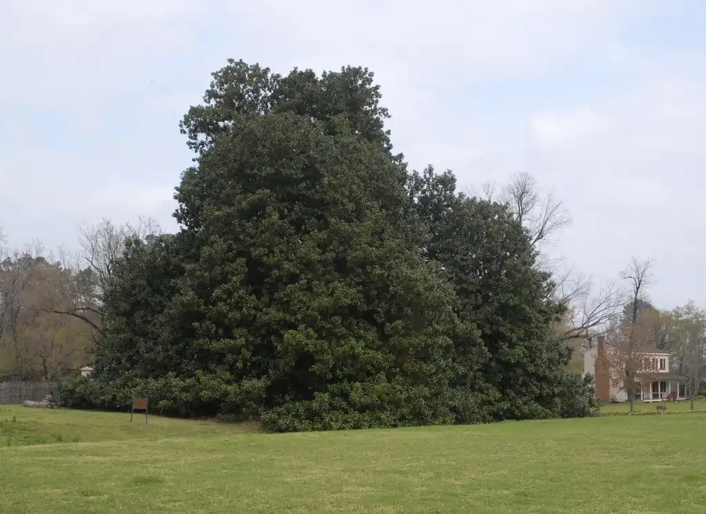 Photo of Magnolia grandiflora - Growth Habit:Jim Robbins