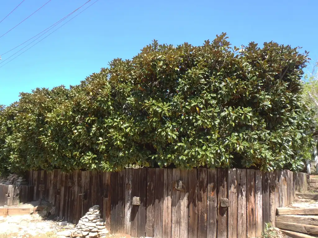 Photo of Magnolia grandiflora - 'Brackens Brown Beauty' Hedge:Jim Robbins