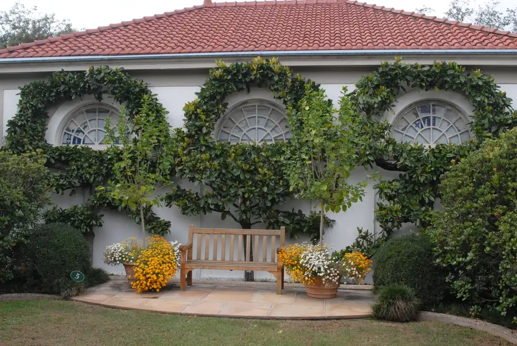 Photo of Magnolia grandiflora - Espalier:Jim Robbins