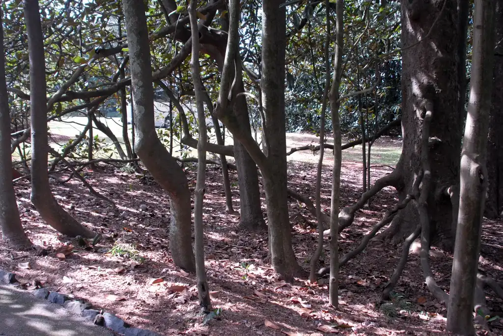 Photo of Magnolia grandiflora - Aged Roots:Jim Robbins