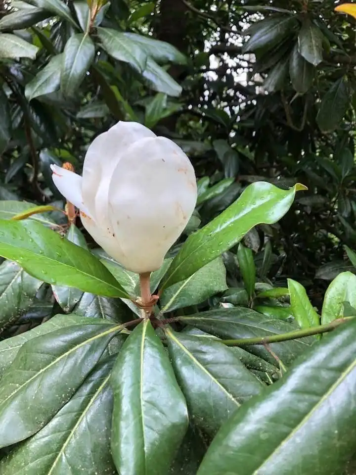 Photo of Magnolia grandiflora - Flower Bud (Wake County,NC)-Summer:Cathy Dewitt