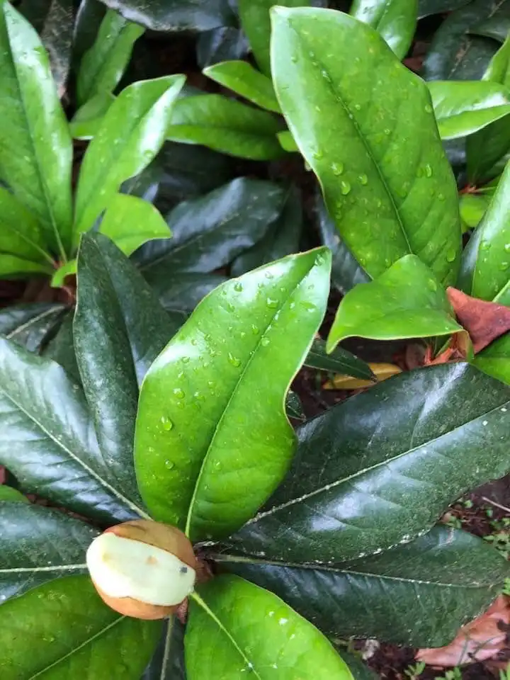 Photo of Magnolia grandiflora - Flower and Leaves (Wake County, NC)-Summer:Cathy Dewitt