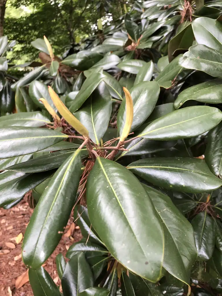 Photo of Magnolia grandiflora - New Flowers (Wake County,NC):Cathy Dewitt