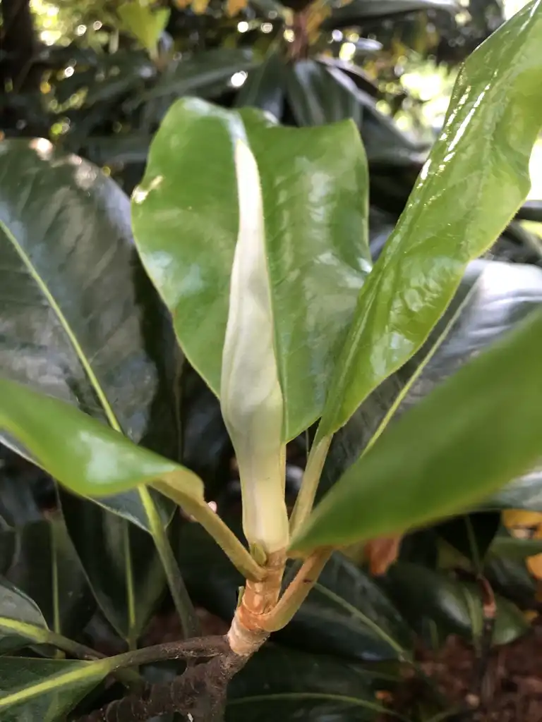 Photo of Magnolia grandiflora - Leaves and Buds (Wake County,NC):Cathy Dewitt