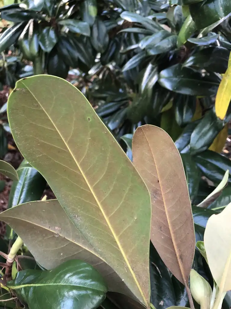 Photo of Magnolia grandiflora - Leaves Underside (Wake County,NC)-Late Spring:Cathy Dewitt