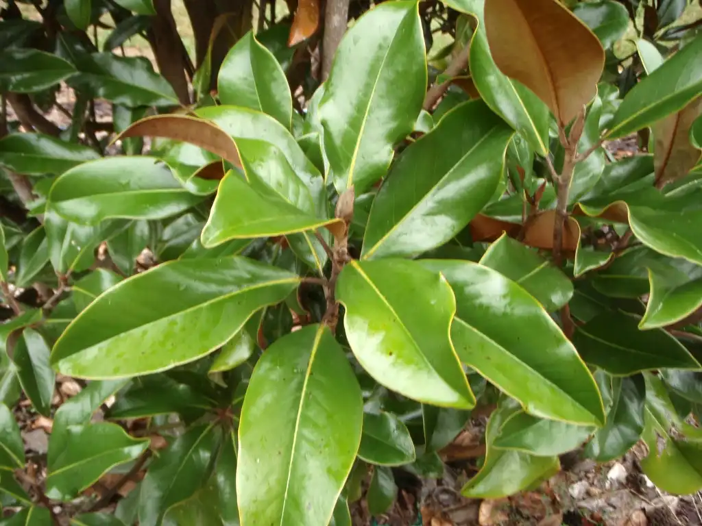 Photo of Magnolia grandiflora - 'Brackens Brown Beauty' Leaf:Jim Robbins