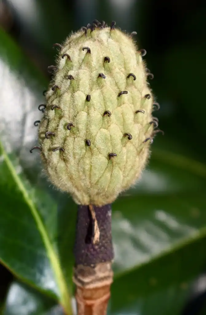 Photo of Magnolia grandiflora - Fruit Close-up (Wake County,NC)-Mid Summer:Cathy Dewitt