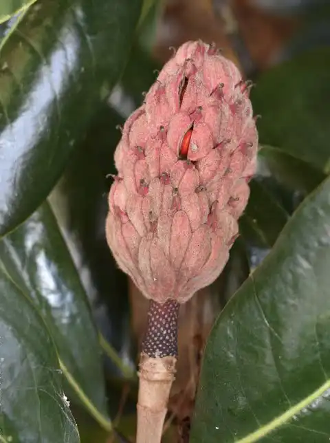 Photo of Magnolia grandiflora - Seed pod (Wake County,NC):Cathy Dewitt