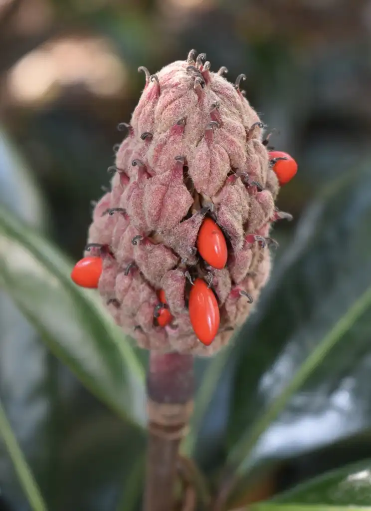 Photo of Magnolia grandiflora - Seed pod with seeds (Wake County ,NC):Cathy Dewitt