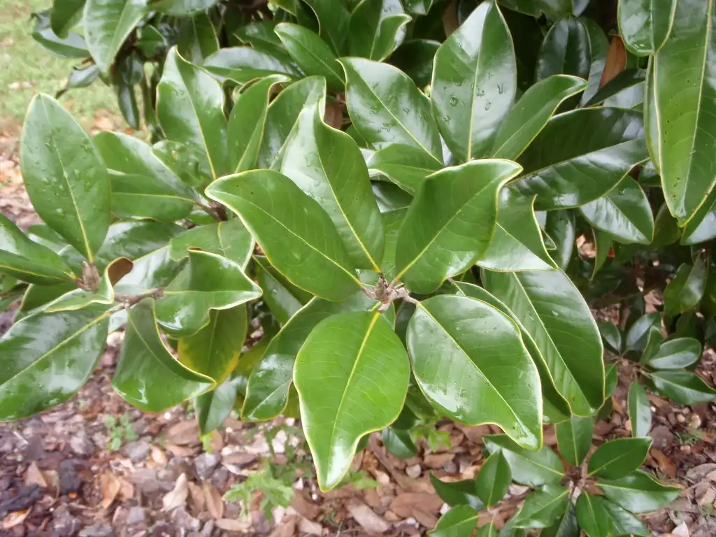 Photo of Magnolia grandiflora - 'Claudia Wannamaker' Leaf:Jim Robbins
