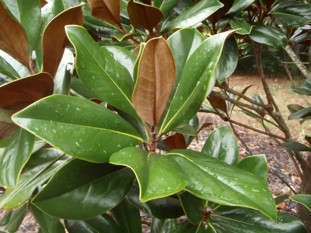 Photo of Magnolia grandiflora - 'Blanchard' Leaf:Jim Robbins