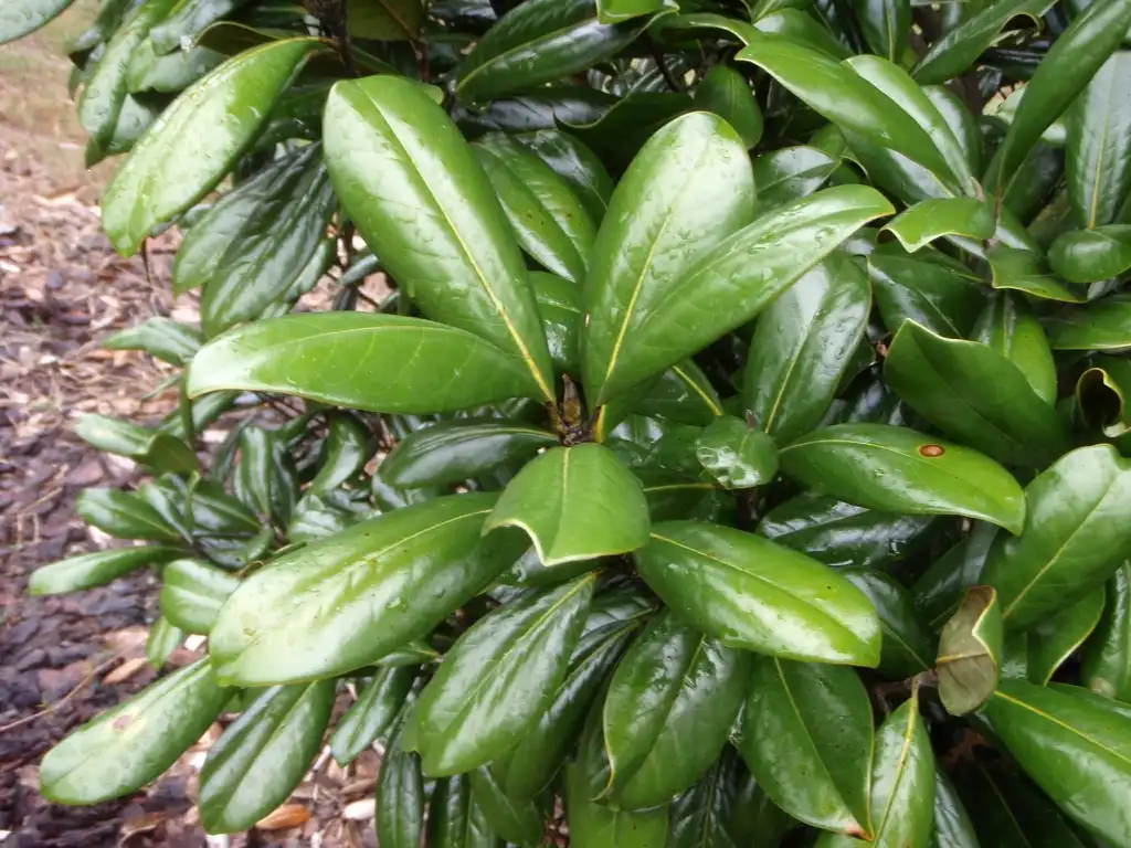 Photo of Magnolia grandiflora - 'Greenback' Leaf:Jim Robbins