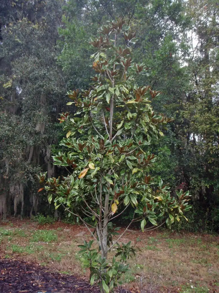 Photo of Magnolia grandiflora - 'Miss Chloe' Form: