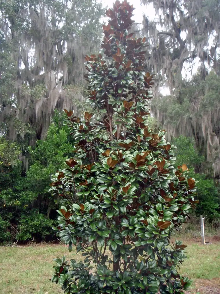 Photo of Magnolia grandiflora - 'Teddy Bear' Form:Jim Robbins