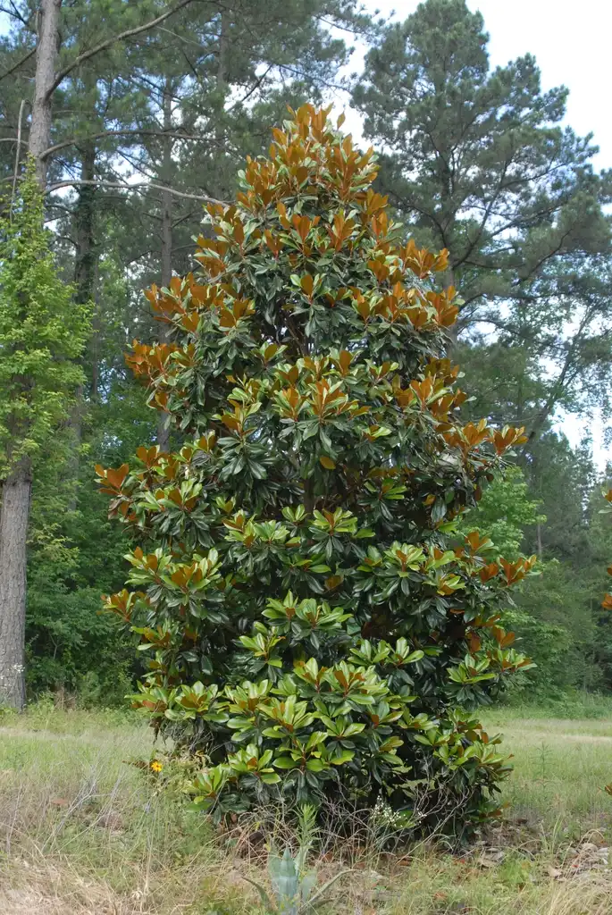 Photo of Magnolia grandiflora - Full Form:Jim Robbins